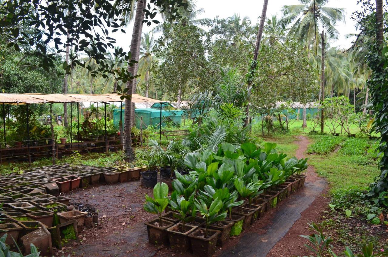 Mangaal Farmstay Goa Vichondrem Extérieur photo